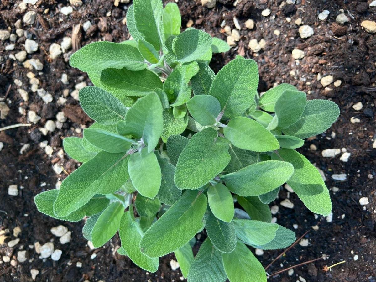 ראדה אין קיאנטי Locanda Podere Le Vigne מראה חיצוני תמונה